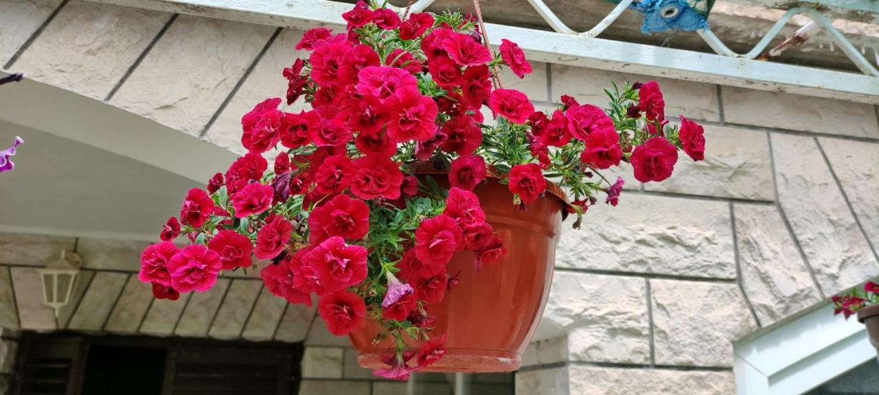 סטארי גראד Apartments 1000 Flowers מראה חיצוני תמונה